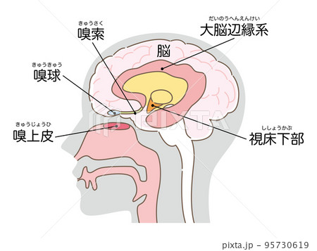 嗅上皮と脳（ボディグレー） 95730619