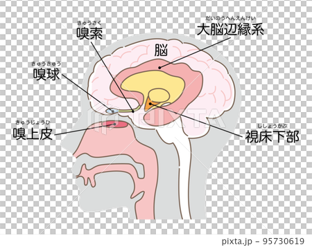 Olfactory epithelium and brain (body grey) 95730619