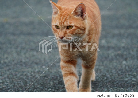 桜耳の地域猫のポートレート 95730658