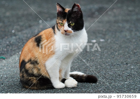 桜耳の地域猫のポートレート 桜耳の地域猫のポートレート 95730659