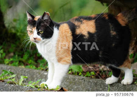 桜耳の地域猫のポートレート 95730676
