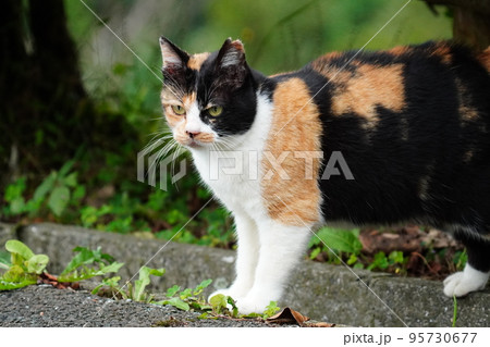 桜耳の地域猫のポートレート 95730677