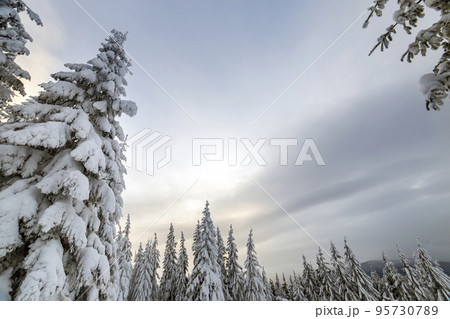 Beautiful winter mountain landscape. Tall spruce trees covered with snow in winter forest and cloudy sky background. 95730789