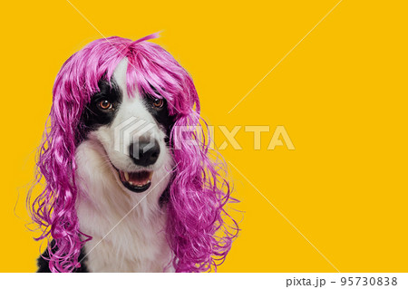 Pet dog border collie wearing colorful curly lilac wig isolated on yellow background. Funny puppy in pink wig in carnival or halloween party. Emotional pet muzzle. Grooming barber hairdresser concept Pet dog border collie wearing colorful curly lilac wig isolated on yellow background. Funny puppy in pink wig in carnival or halloween party. Emotional pet muzzle. Grooming barber hairdresser concept 95730838