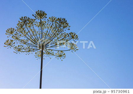 Dill seed on blue background 95730961