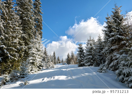 Bright winter landscape with pine trees covered with fresh fallen snow in mountain forest on cold wintry day. 95731213