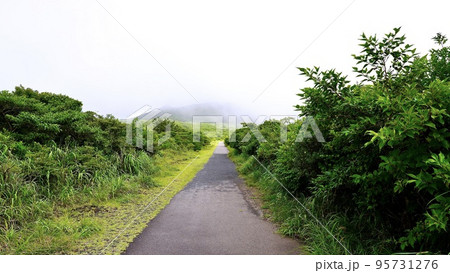 三原山ハイキングコースの遊歩道 三原山ハイキングコースの遊歩道 95731276