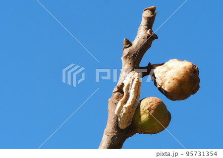 イチジクの枝に産み付けたチョウセンカマキリの卵 95731354