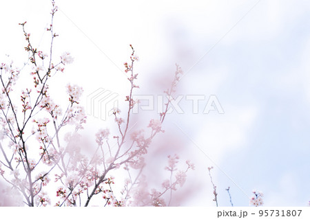 Cherry Blossoms 95731807