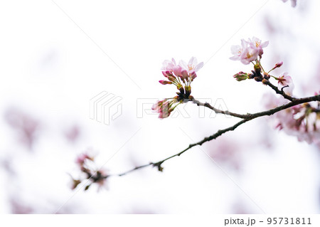 Cherry Blossoms 95731811