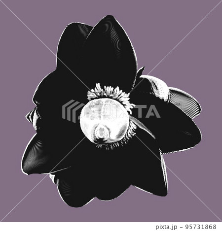 graphic Banana flower. Realistic illustration of a banana flower on a black background. banana seeds graphic Banana flower. Realistic illustration of a banana flower on a black background. banana seeds 95731868