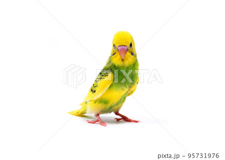 セキセイインコ 白バック セキセイインコ 白バック 95731976