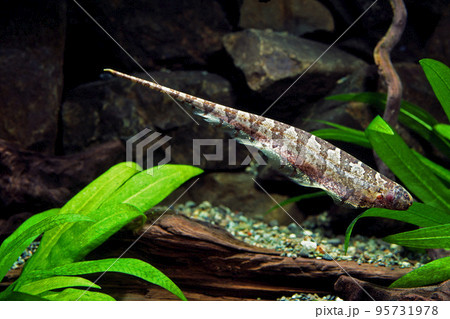 リーフナイフフィッシュ　アクアリウム 95731978