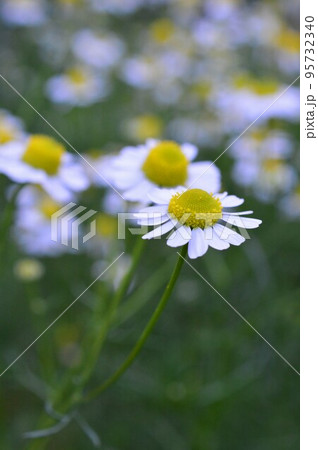 薬用植物のバーブ　ジャーマンカモミール 95732340