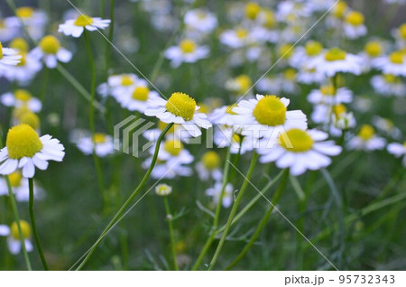 薬用植物のバーブ　ジャーマンカモミール 95732343