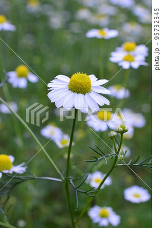 薬用植物のバーブ ジャーマンカモミール 薬用植物のバーブ ジャーマンカモミール 95732345