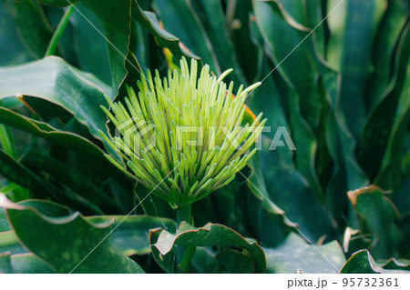 Exotic fresh green flower Dracaena pethera, Sansevieria kirkii known as star sansevieria. Succulent plant native to Tanzania surrounding region in East Africa. Conical inflorescence in tropical garden 95732361