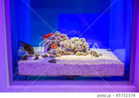 水族館の水槽の中のエビ 95732376