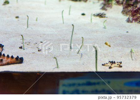 水族館で砂場から顔を出すチンアナゴ 水族館で砂場から顔を出すチンアナゴ 95732379