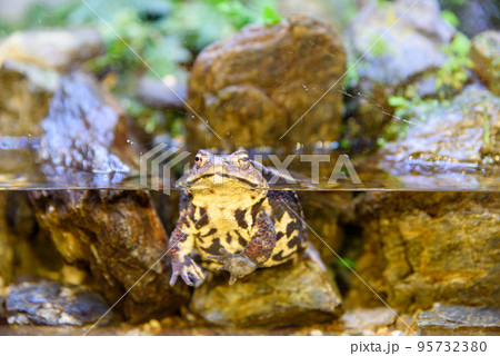 水族館の水槽の中からこちらを見る大きなカエル 95732380