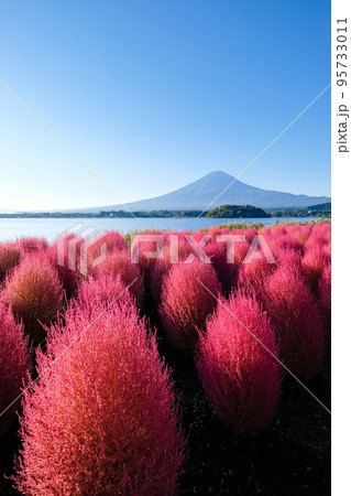 早朝の山梨県河口湖湖畔のコキアと富士山 早朝の山梨県河口湖湖畔のコキアと富士山 95733011