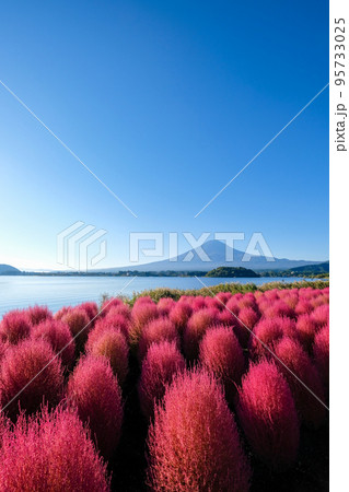 早朝の山梨県河口湖湖畔のコキアと富士山 早朝の山梨県河口湖湖畔のコキアと富士山 95733025