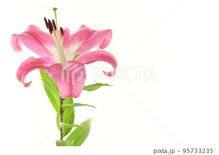 大輪のユリ オリエンタルハイブリッド系 濃いピンク色の花 明るい背景の写真素材