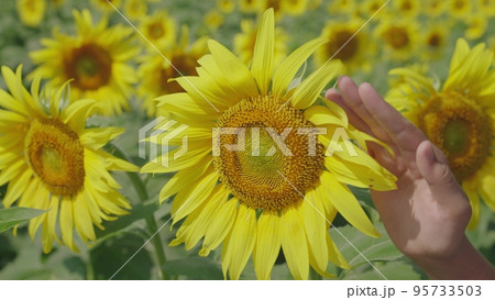 yellow sunflowers touches farmer hand. agriculture concept. farming work. business growing plants ground healthy nutrition people. vegetable oil. countryside sunflower seed flower seeds. crop care. 95733503