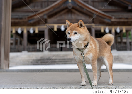 神社背景に柴犬 95733587