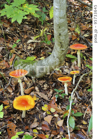 ベニタングタケ 95733645