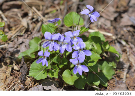 タチツボスミレ タチツボスミレ 95733658