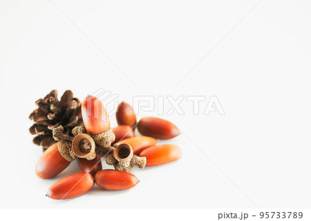 ドングリと松ぼっくり 95733789