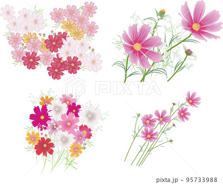 コスモスの花とカスミ草セット コスモスの花とカスミ草セット 95733988