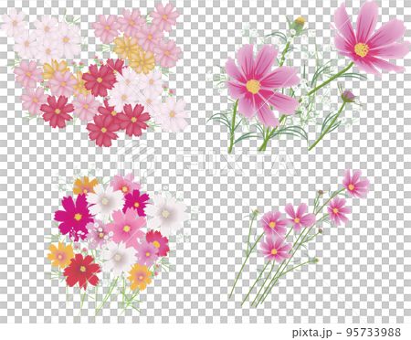 コスモスの花とカスミ草セット コスモスの花とカスミ草セット 95733988