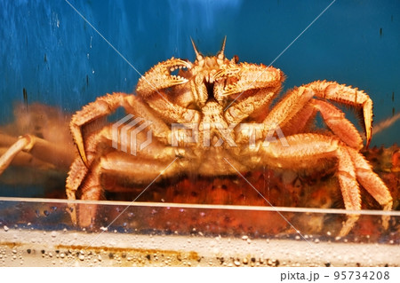 いけすのカニ (北海道札幌市 二条市場) いけすのカニ (北海道札幌市 二条市場) 95734208