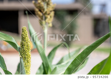 Selective focus on maturing seed head of sorghum bicolor 95734266