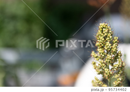 Selective focus on maturing seed head of sorghum bicolor Selective focus on maturing seed head of sorghum bicolor 95734402