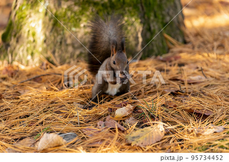 朝日に輝く松の落ち葉の中で餌を食べるエゾリス 95734452