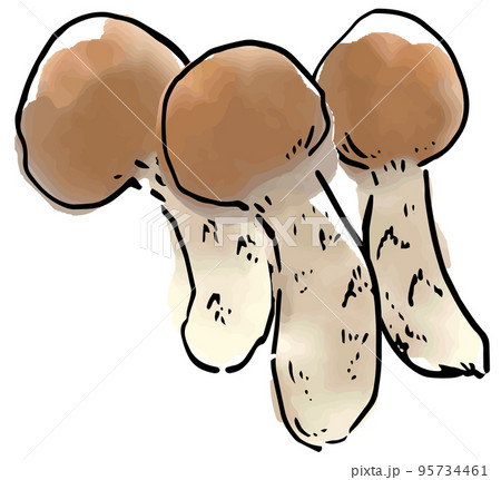 秋の味覚　マツタケ 95734461