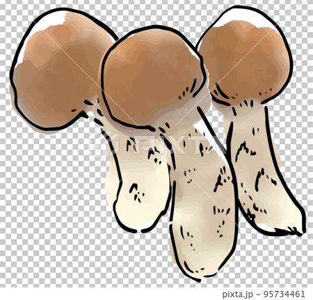 秋の味覚　マツタケ 95734461