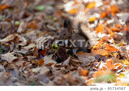 朝日に輝く落ち葉の中で餌を食べるエゾリス 朝日に輝く落ち葉の中で餌を食べるエゾリス 95734567
