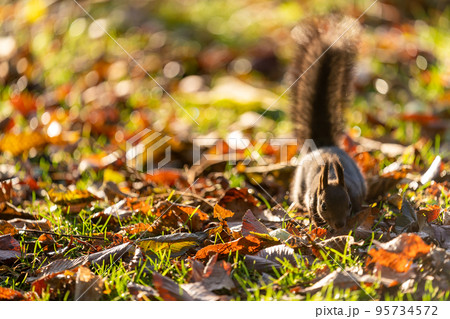 左日に輝く落ち葉の中で餌を探すエゾリス 左日に輝く落ち葉の中で餌を探すエゾリス 95734572