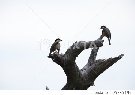 ヤマガラ ヤマガラ 95735196