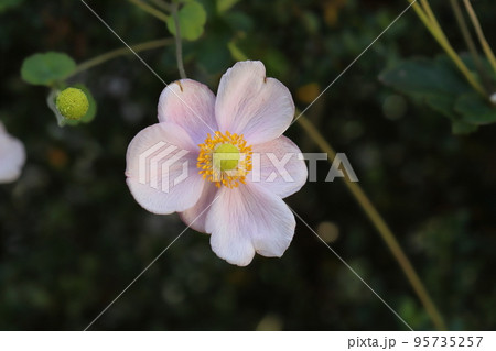 日本の秋の庭に咲く薄桃色のシュウメイギクの花 日本の秋の庭に咲く薄桃色のシュウメイギクの花 95735257
