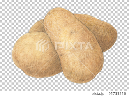 Potato drawn with watercolor pencils (May Queen) 95735356