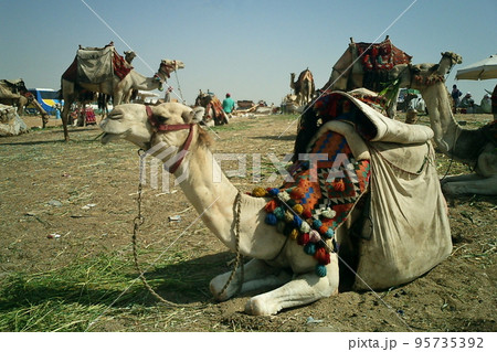 エジプトのピラミッドの情景 エジプトのピラミッドの情景 95735392