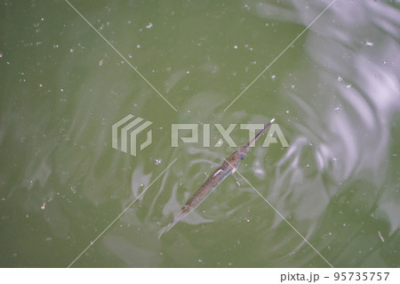 二鯤鯓砲臺の濠にいる魚 95735757