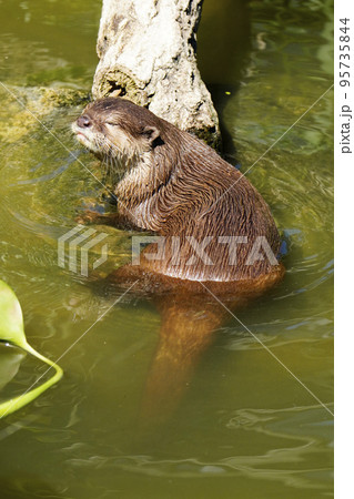 休息するコツメカワウソ 休息するコツメカワウソ 95735844