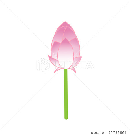 シンプルなハスの花　蕾　茎有り　単体 95735861