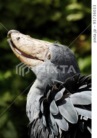 ハシビロコウ 95736033